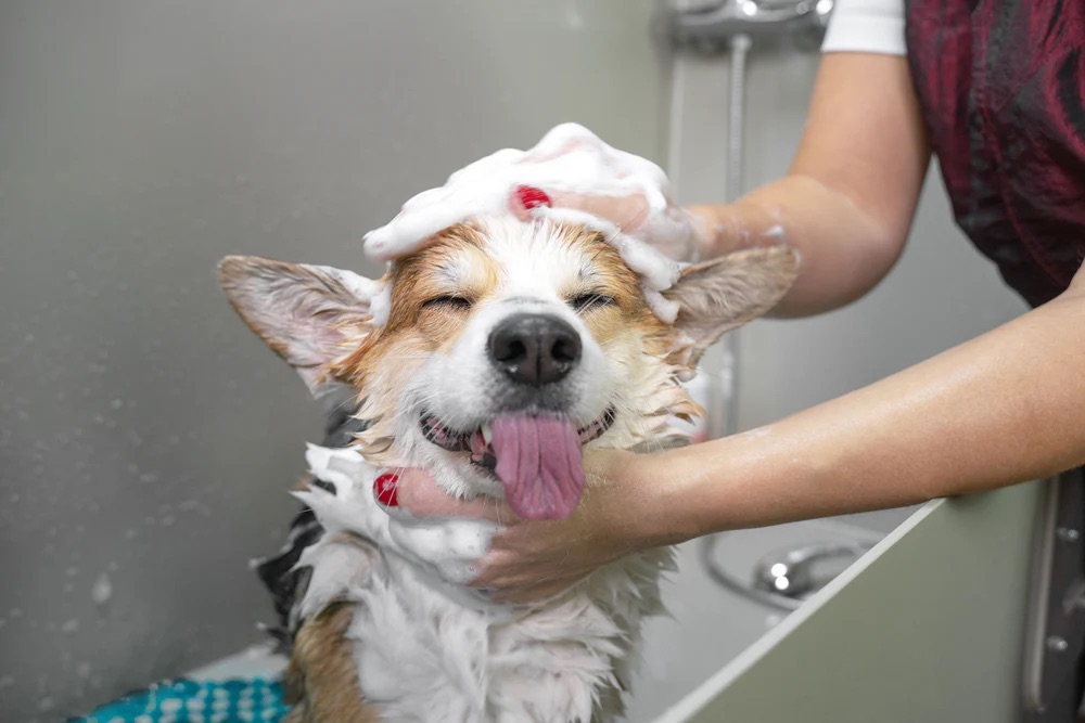 dog